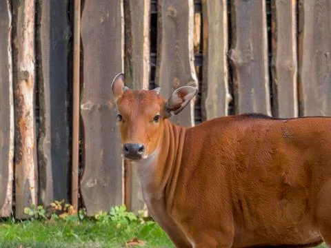 Animals on the farm Stock Photos