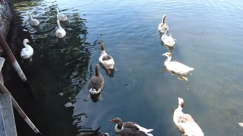 Animals feathers shine while geese swim in the lake on sunny day. Stock Footage 224581622