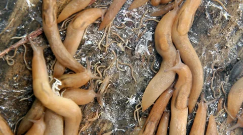 Animals Video stock 32702388