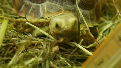 Animals Stock Footage 90664193