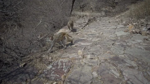 Animals Stock Footage 111450057