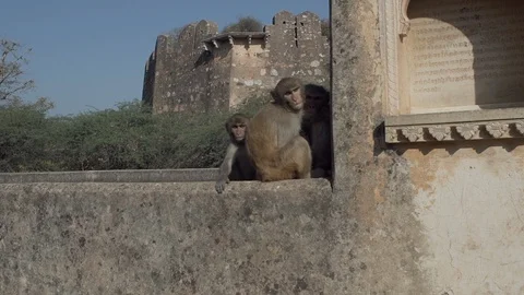 Animals Stock Footage 111450215