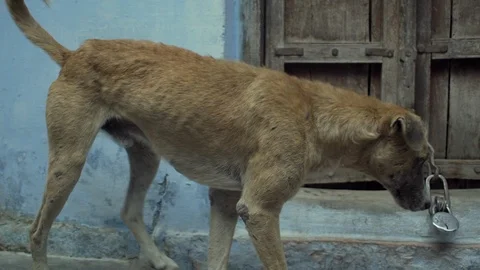 Animals Stock Footage 111645052