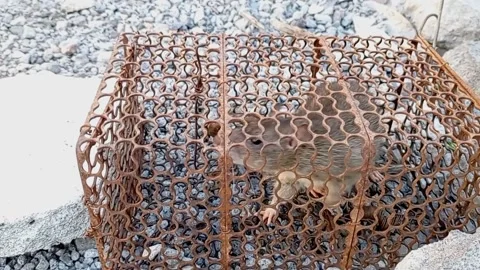 Animals Stock Footage 212500236