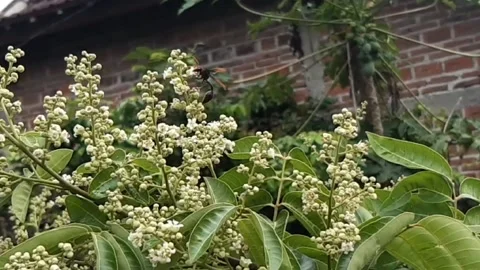 Animals Video stock 221687265