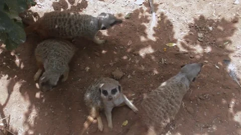 Animals Stock Footage 259637174