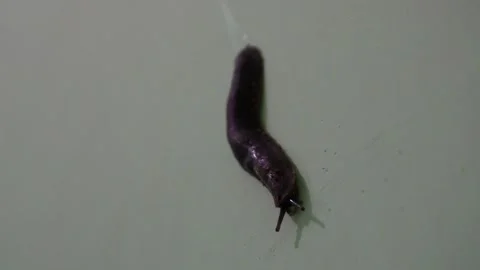 Animals Stock Footage 324531847