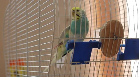Animals footage buy Видео 41007397