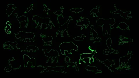 Animals footage Stock Footage 153550843