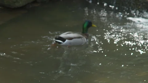 Animals forest ducks climbing2 4K 50p Stock Footage 135451391
