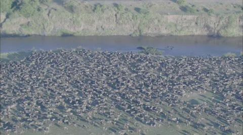 Animals Forest Stock Footage 39924045