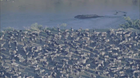 Animals Forest Stock Footage 39924063