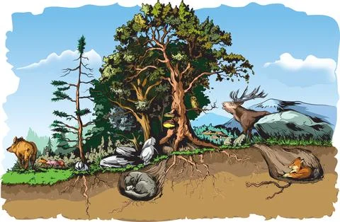 Animals forest habitat Stock Illustration