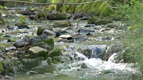 Animals forest stream duck climbing 4K 50p Stock Footage 135451348