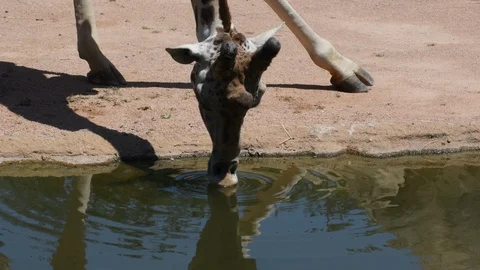 Animals: a giraffe drinking in the river 库存影片 92629905