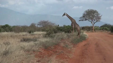 African Animals Silhouette Stock Video Footage | Royalty Free African ...