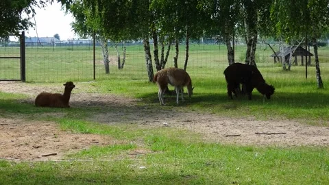 Animals graze in a field with trees and a fence under a clear sky during daytime Stock Footage 337964997