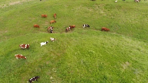Animals graze in a meadow Stock Footage 91623231