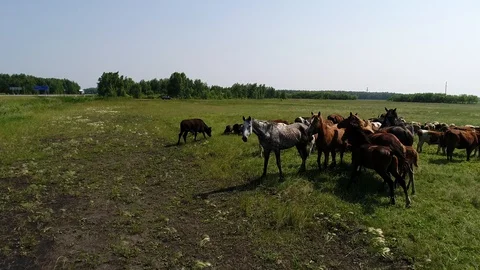 Animals graze in a meadow Stock Footage 92299885