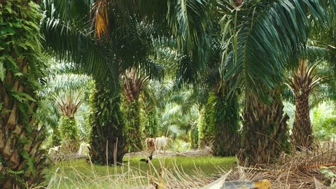Animals grazing among the olive trees Video stock 96766252
