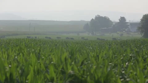 Animals grazing in the distance Stock Footage 21786988
