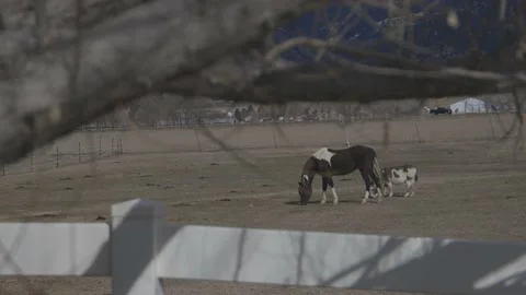 Animals grazing in field Stock Footage 199128911