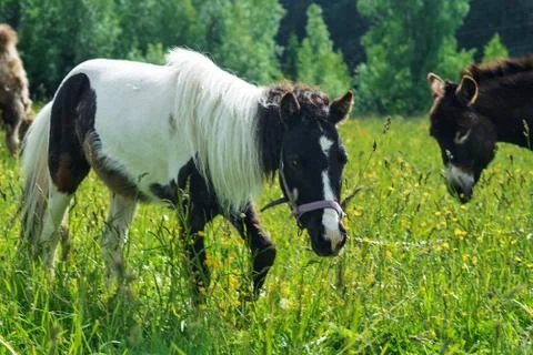 Animals grazing in the field Stock Photos