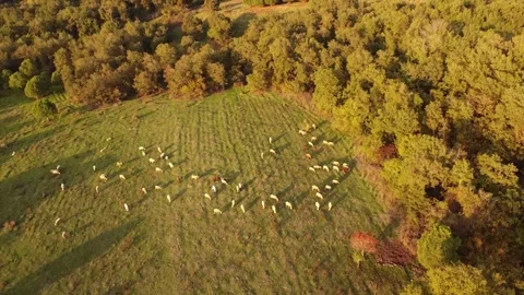 Animals Grazing in a Forest Clearing with a Red Tree Stock Footage 320198426