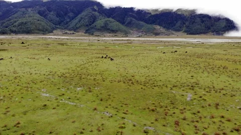 Animals grazing on green meadow in the mountain, Aerial view Stock Footage 155367152