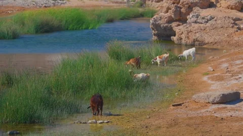 Animals Grazing by a Lush Oasis Stream in Arid Qalhat, Oman Landscape Stock Footage 324767518
