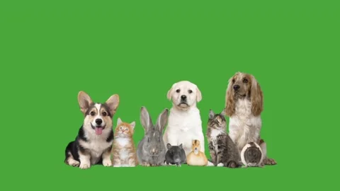 Animals on green screen Stock Footage 98402545