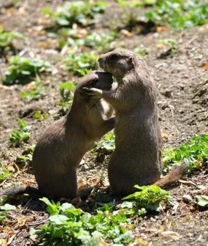 Animals - Groundhog Stock Photos
