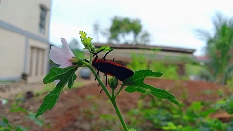 Animals that have their own uniqueness in the mating process Video stock 217858790