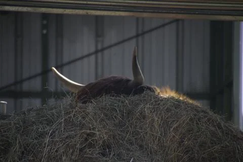 Animal's horns appearing behind a stack of hay Fotos de archivo