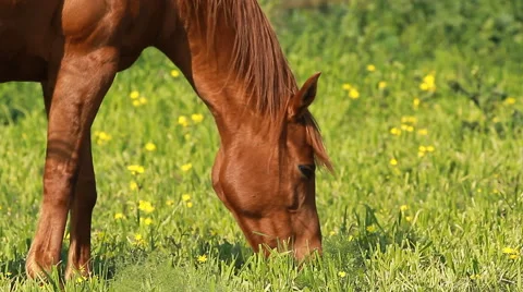 Animals Horse Stock Footage 59963603