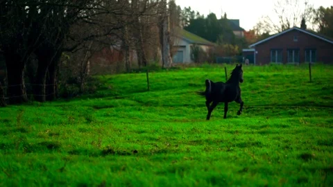 Animals Horse horses Close-Up at winter sunset Stock-Footage 83600053