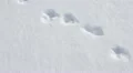 Animals hunting HD Footage