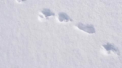 Animals hunting 스톡 동영상 10824006