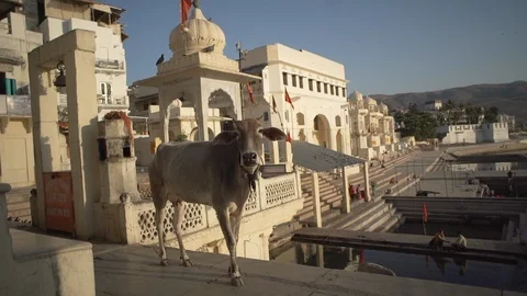 Animals in India Stock Footage 111790511