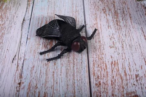 Animals insects bee and ladybug mantis fly on a wooden background Stock Photos