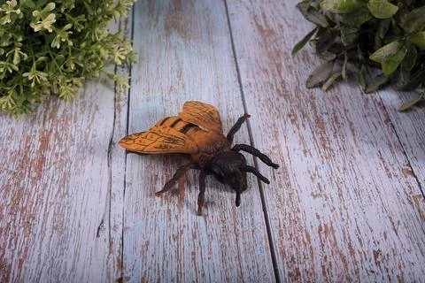 Animals insects bee and ladybug mantis fly on a wooden background Stock Photos