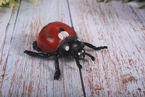 Animals insects bee and ladybug mantis Stock Photos