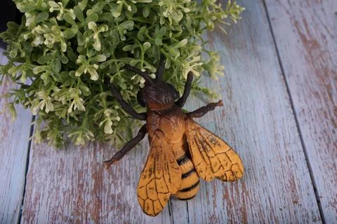 Animals insects bee and ladybug mantis fly on a wooden background Stock-Fotos