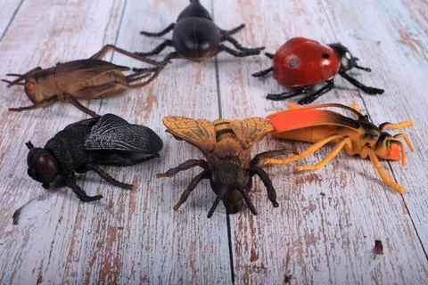 Animals insects bee and ladybug mantis fly on a wooden background Stock Photos