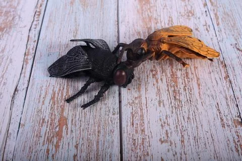 Animals insects bee and ladybug mantis fly on a wooden background Stock Photos