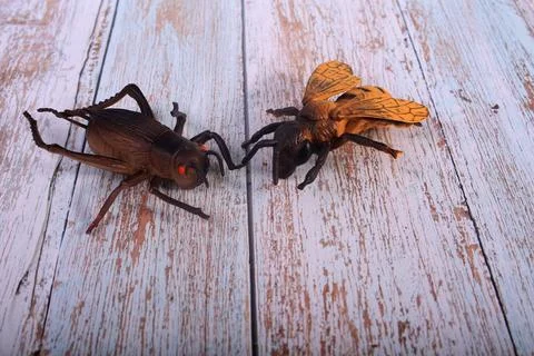 Animals insects bee and ladybug mantis fly on a wooden background Stock Photos