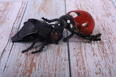 Animals insects bee and ladybug mantis fly on a wooden background Stock Photos