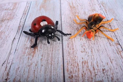 Animals insects bee and ladybug mantis fly on a wooden background Stock Photos