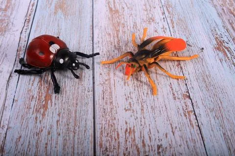 Animals insects bee and ladybug mantis fly on a wooden background Stock Photos