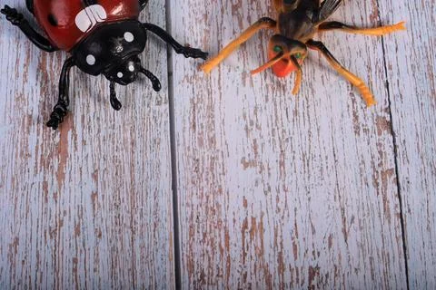 Animals insects bee and ladybug mantis fly on a wooden background Stock Photos